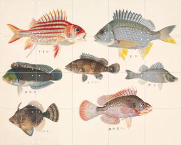 IXXI - Fish vintage by Thomas Watling & Natural History Museum