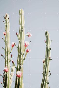 'Cerus Cactus Flowers' van Ingrid Beddoes