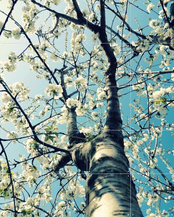 Under the Cherry Tree