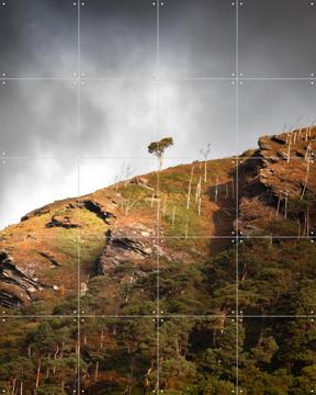 'Lonely Tree Wicklow Mountains' van Claire Droppert