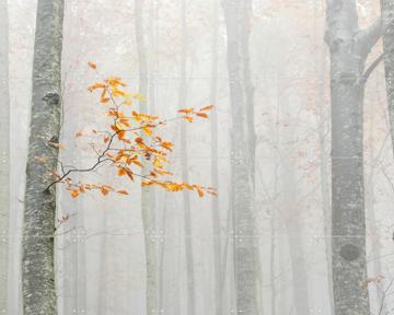 'Autumn 2020' par Aglioni Simone