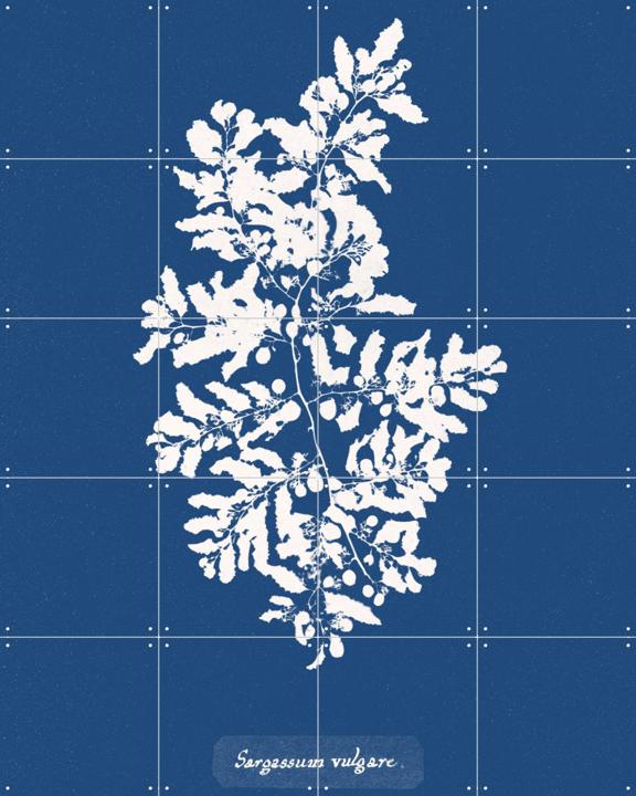 Sargassum Vulgare - Fern