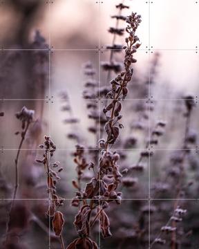 'Frosty Morning' by Mareike Böhmer