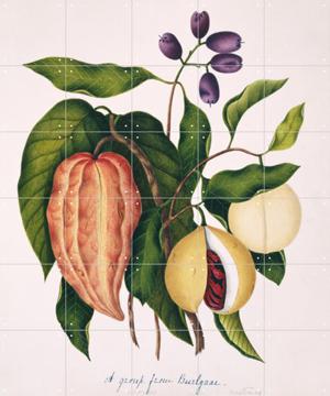 IXXI - Theobroma cacao by Natural History Museum & Natural History Museum