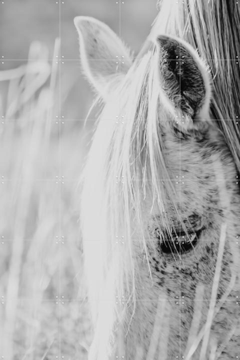 Wild Horse Indie Rose