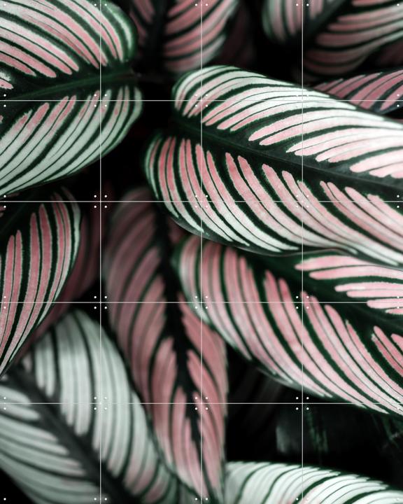 Call it a White Star Leaves