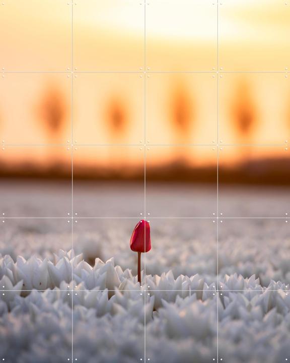A Single Bloom