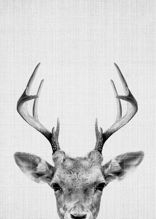 Print 38 Deer