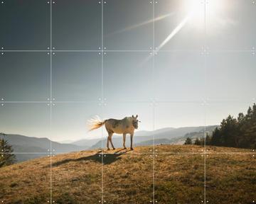 'Cavalla Bianco-Italian horse' by Claire Droppert