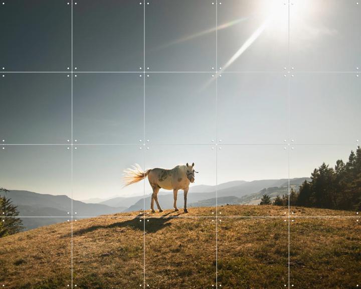 Cavalla Bianco-Italian horse