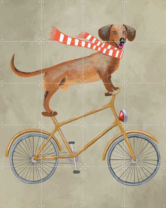 Dachshund on bicycle with scarf