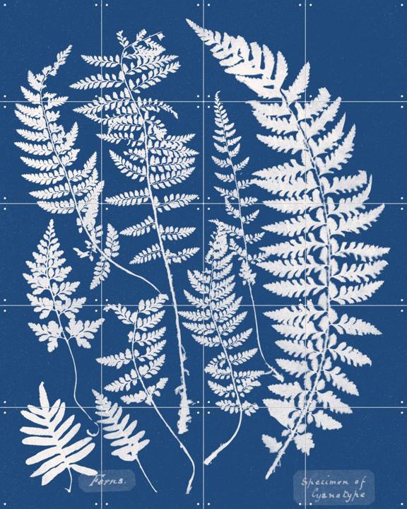 Specimen of Cyanotype - Ferns