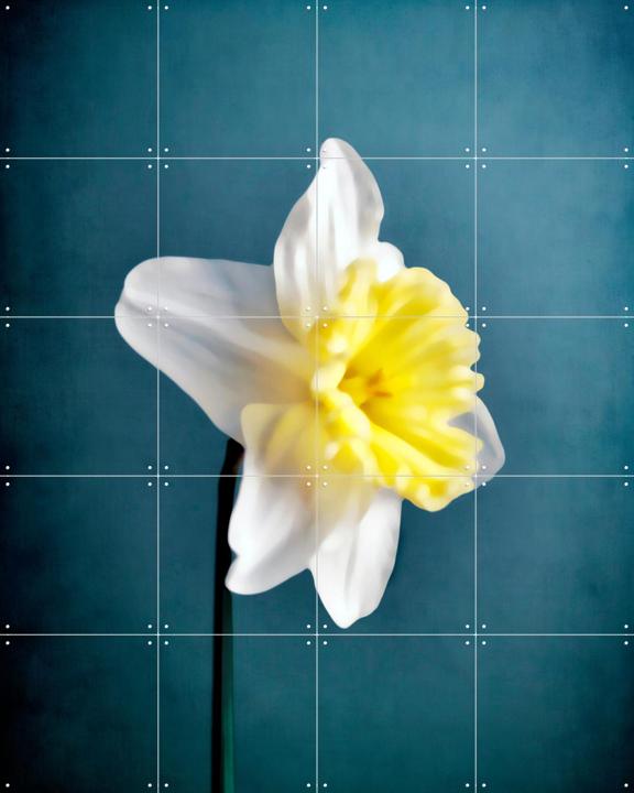 Narciso