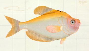 IXXI - Yellow Fish door Marcus Elieser Bloch & Natural History Museum