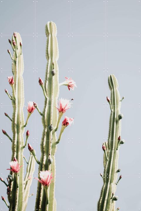 Cerus Cactus Flowers