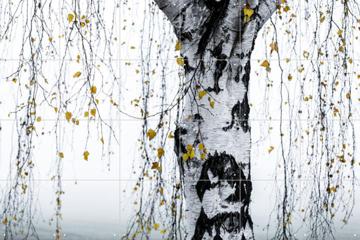 IXXI - Birch Tree par Mareike Böhmer 