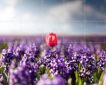 'Dutch Rebels Charmer' van Claire Droppert