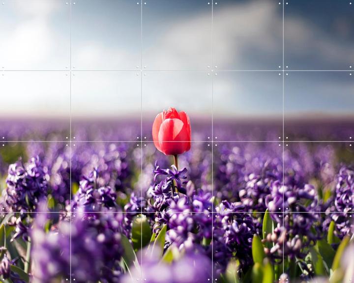 Dutch Rebels Charmer