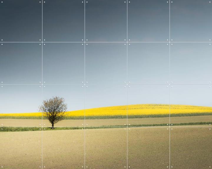 Lone Tree in Spring Light
