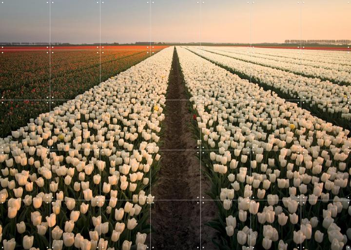 Dutch Tulip Sunset