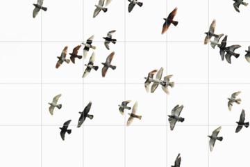 IXXI - Flock of Birds by Zakaria Rahka 