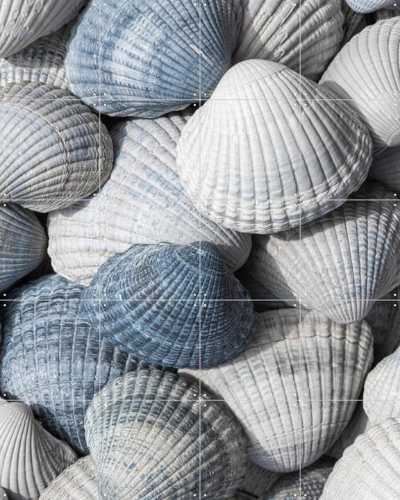 Schelpen wit, grijs en blauw
