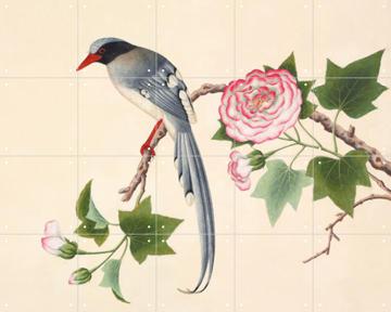IXXI - Red-billed Blue Magpie by John Reeves & Natural History Museum