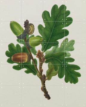 'British Oak' von Harriet Moseley & Natural History Museum