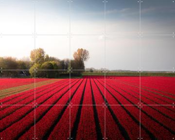 'Red Fields of Spring' par Claire Droppert