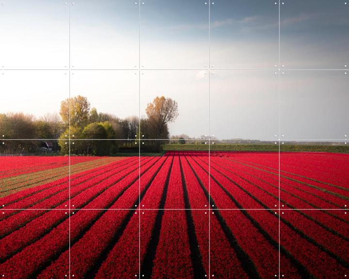 Red Fields of Spring