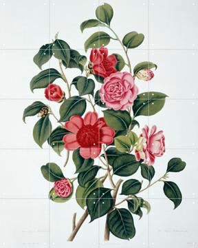 IXXI - A Monograph on the Genus Camellia by Clara Maria Pope & Natural History Museum
