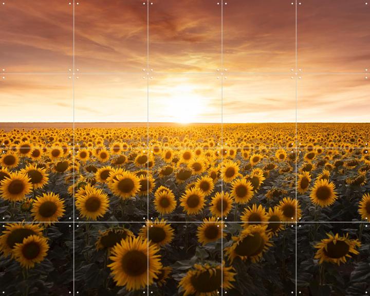 Sunflower Sunrise France 