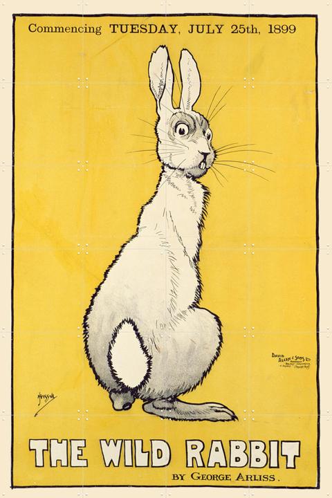 The Wild Rabbit