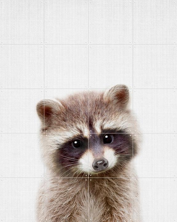 Raccoon