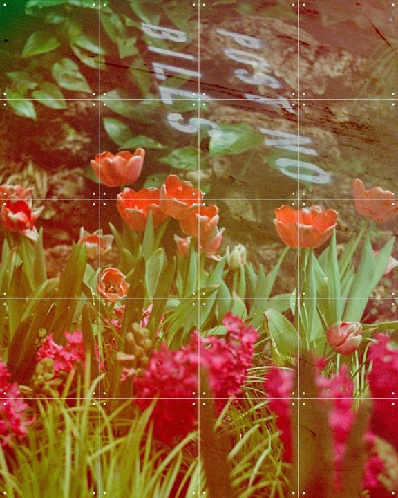 They Never Said Anything About Flowers