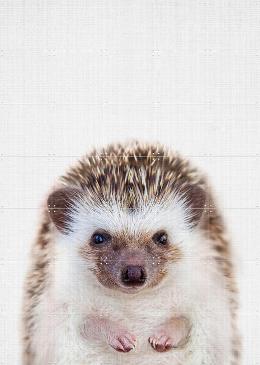 Print 357 Hedgehog