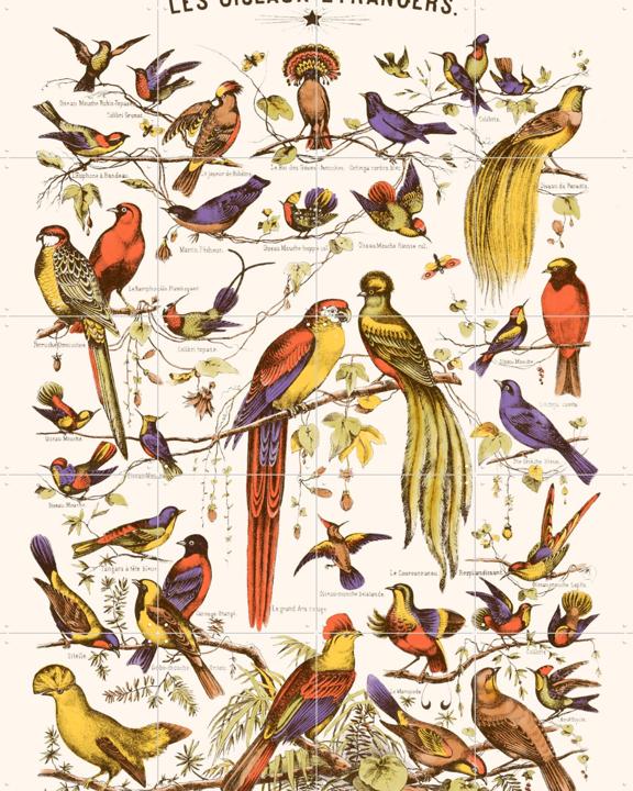 Les Oiseaux Etrangers