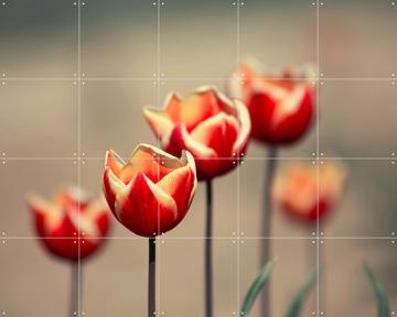'Dancing Tulips' par Claire Droppert