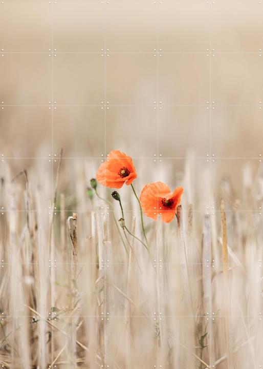Summer Poppies