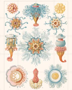 'Hydromedusen' van Aster Edition