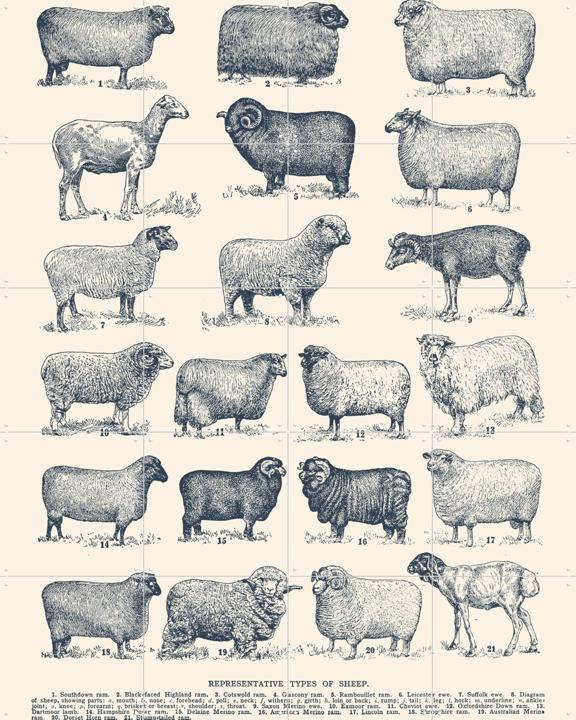 Representative Types of Sheep