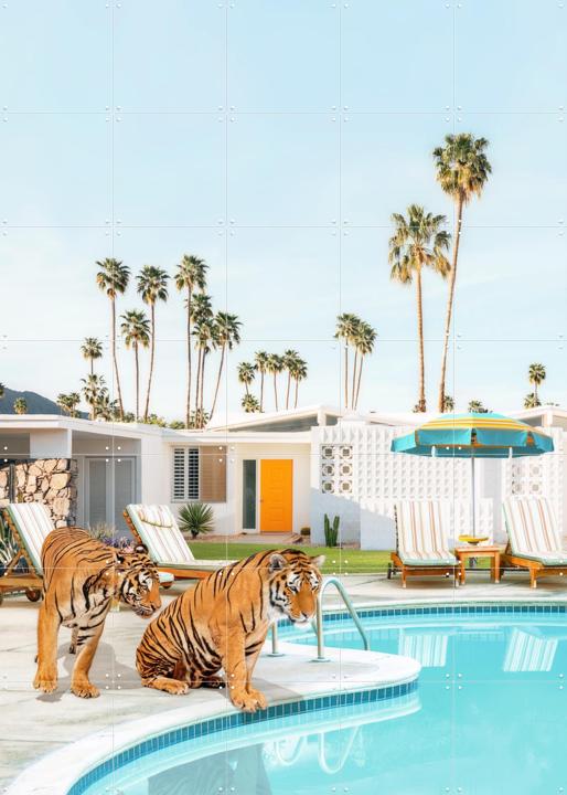 Tigers at the Pool