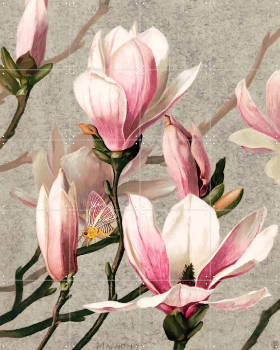 Magnolia