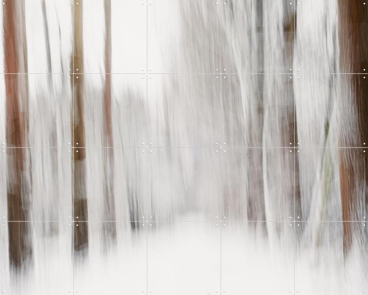 Snow in the Forest