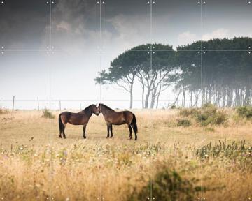 'Vilde Heste Denmark Horses' van Claire Droppert