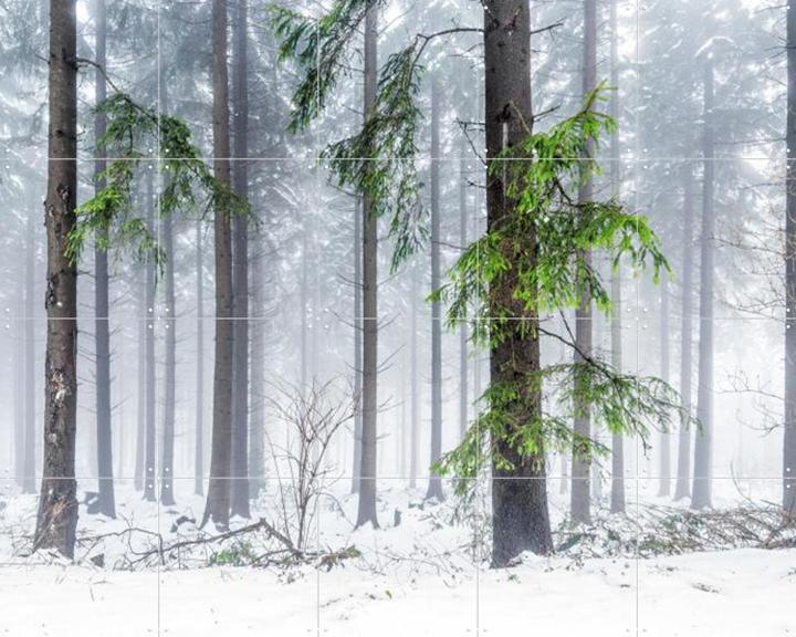 Panoramic Snow Forest