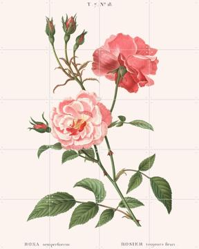 'Rosa Semperflorens' van Aster Edition