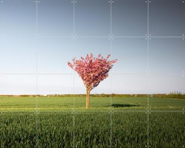 'The Pink Tree' par Claire Droppert