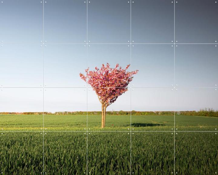 The Pink Tree