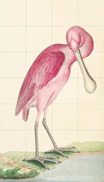 IXXI - Rose-coloured Spoonbill by Frederick Polydore Nodder & Natural History Museum